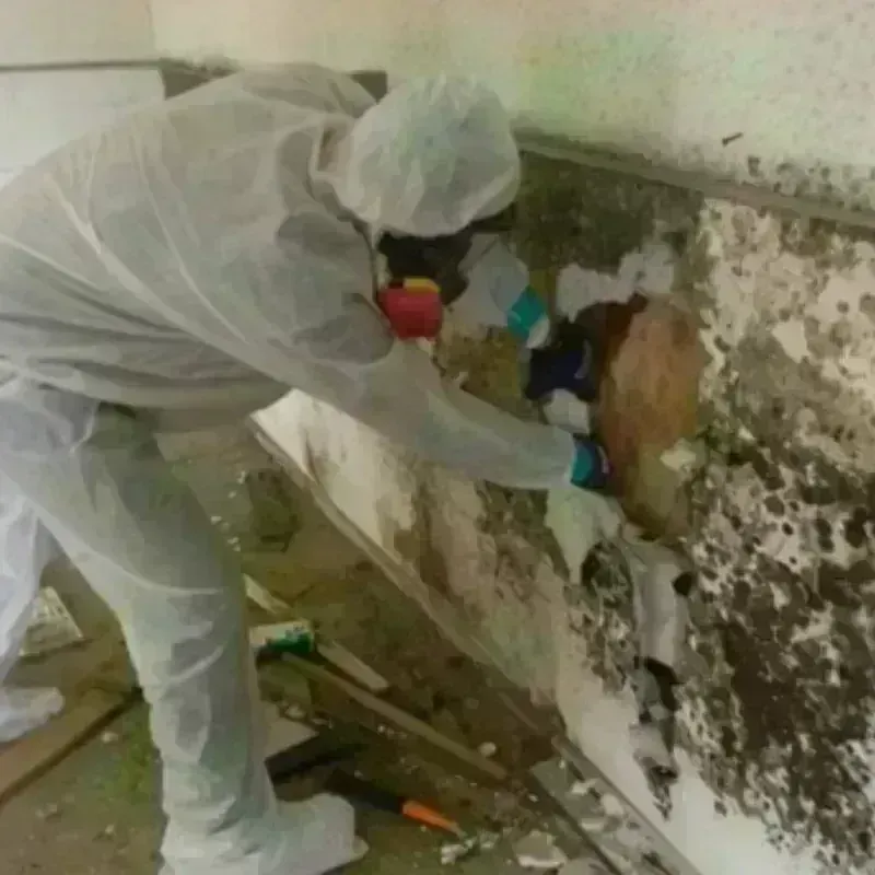 Mold Remediation and Removal in Ellis, KS